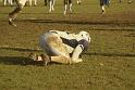 Les Corsaires d Evry vs Les Chevaliers d Orleans 318